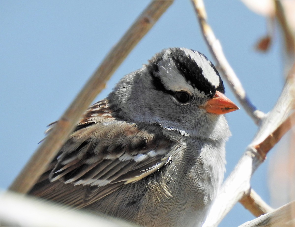 White-crowned Sparrow - Sharon Dewart-Hansen