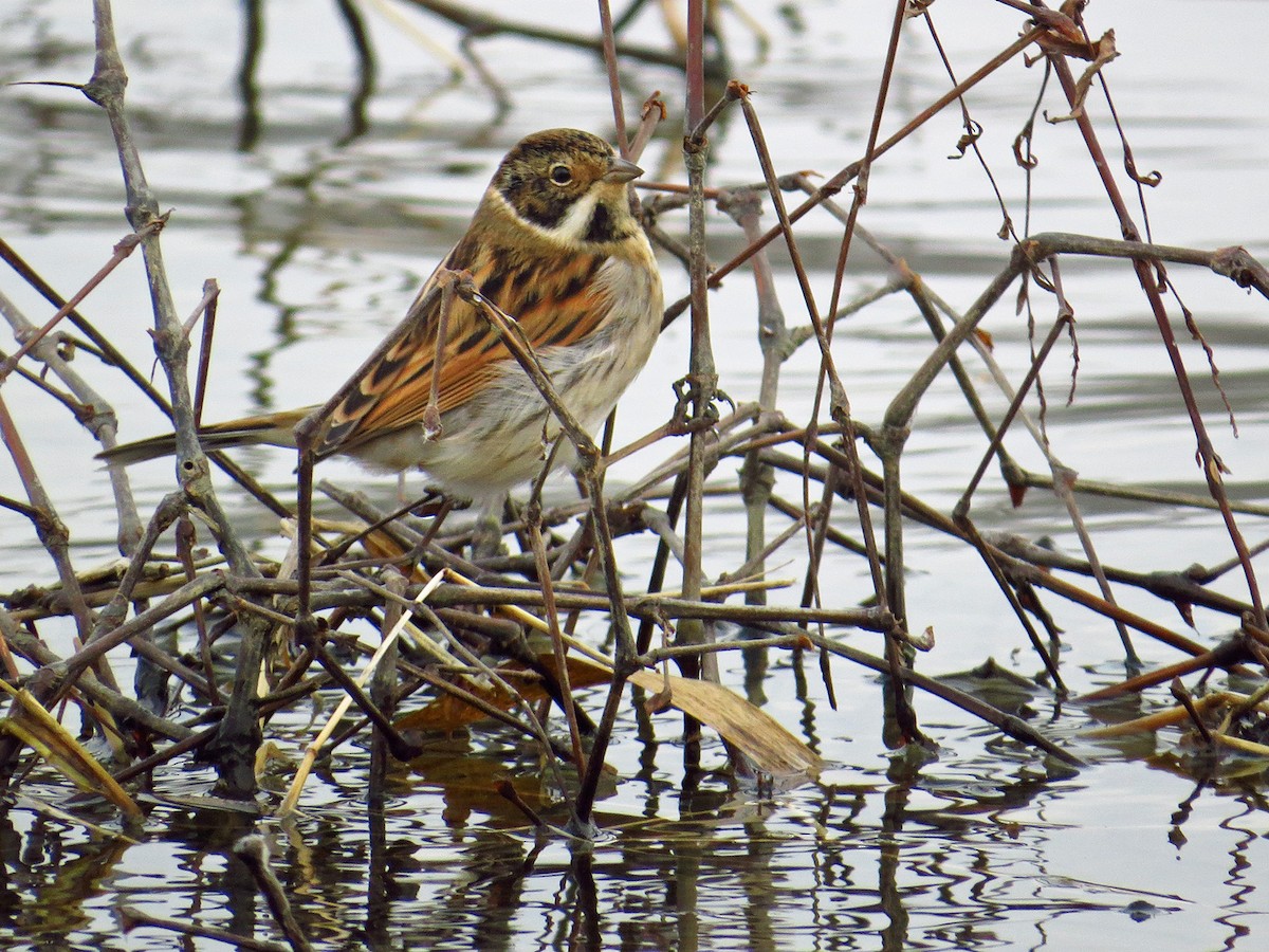 Reed Bunting - Luka Hercigonja