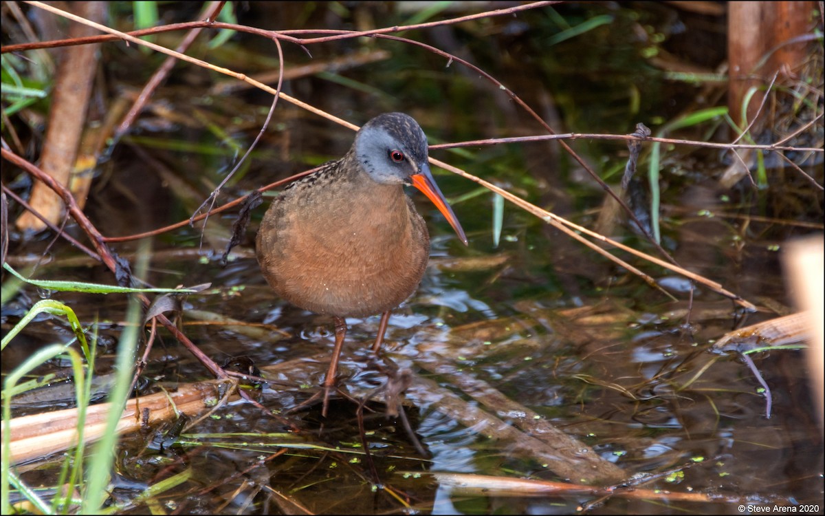 Virginia Rail - ML228356021