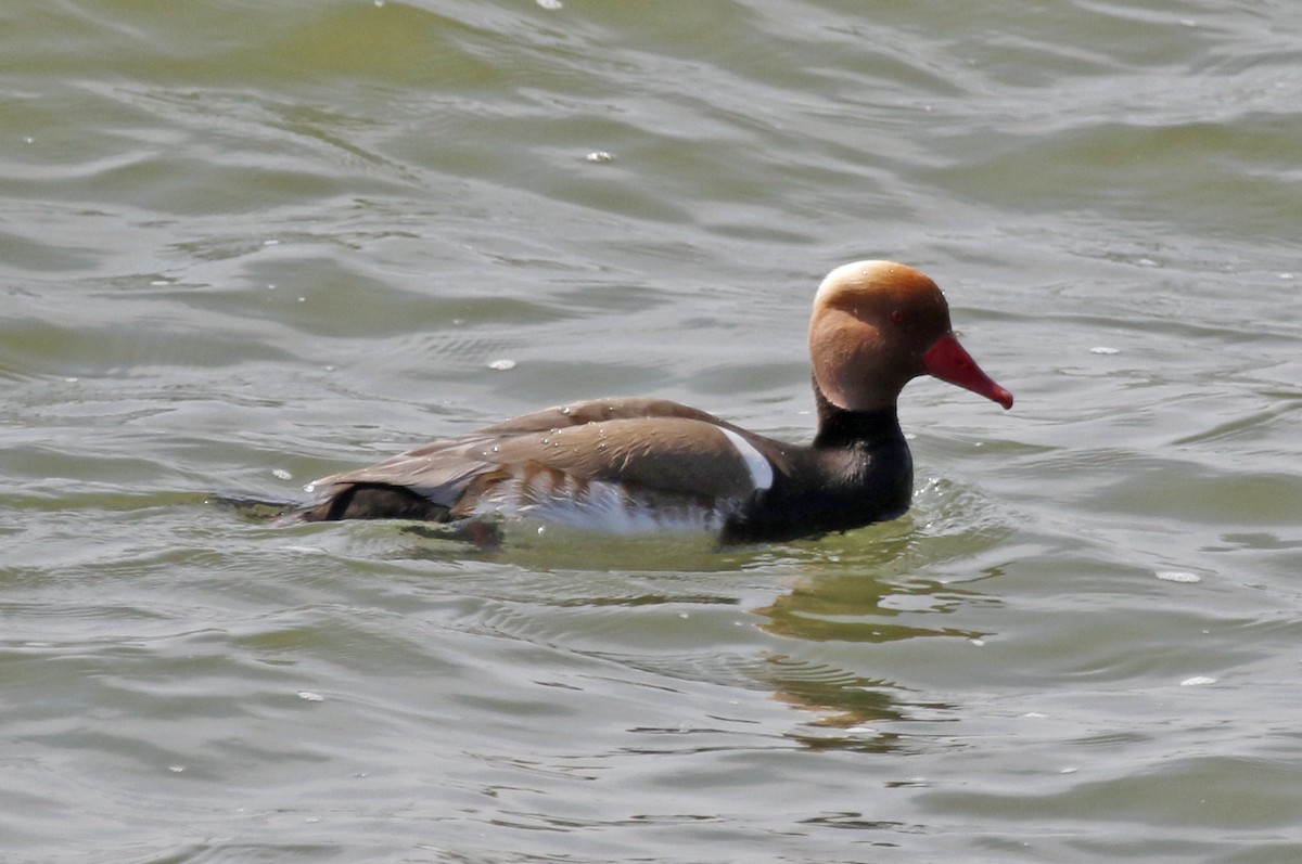 Nette rousse - ML228356811