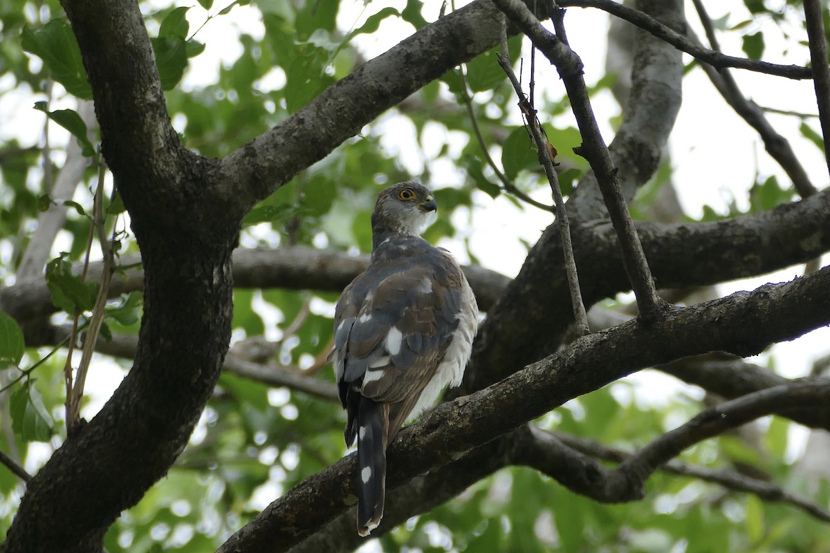 Little Sparrowhawk - ML228358101