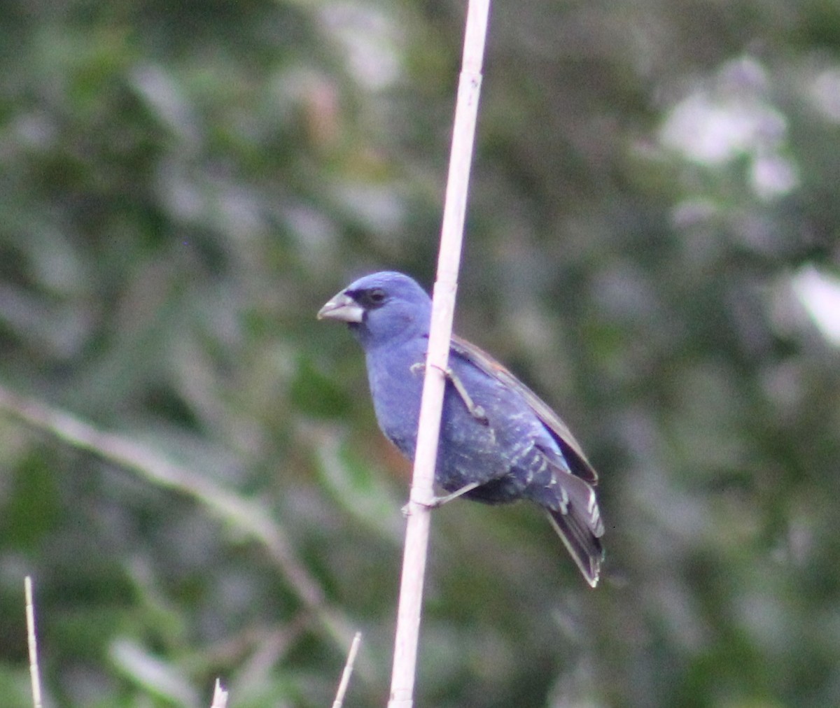 Blue Grosbeak - Mitch Foret