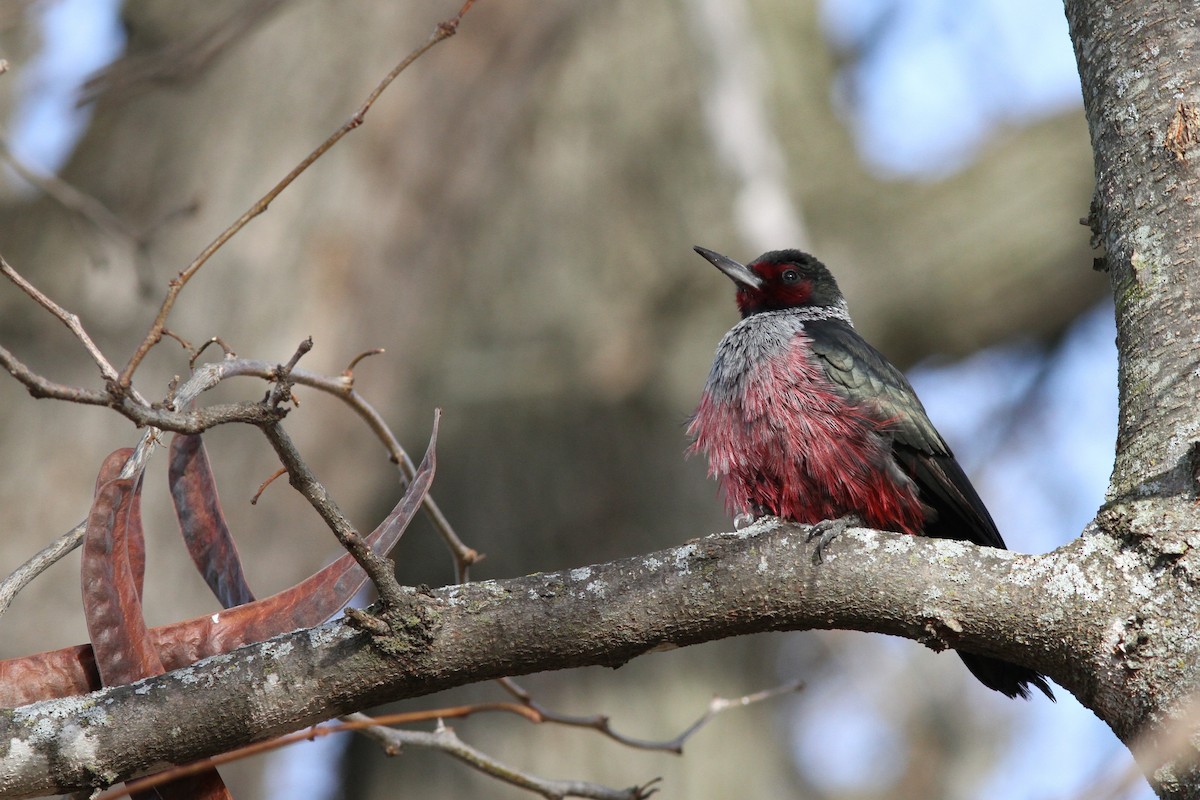 Lewis's Woodpecker - ML22835951