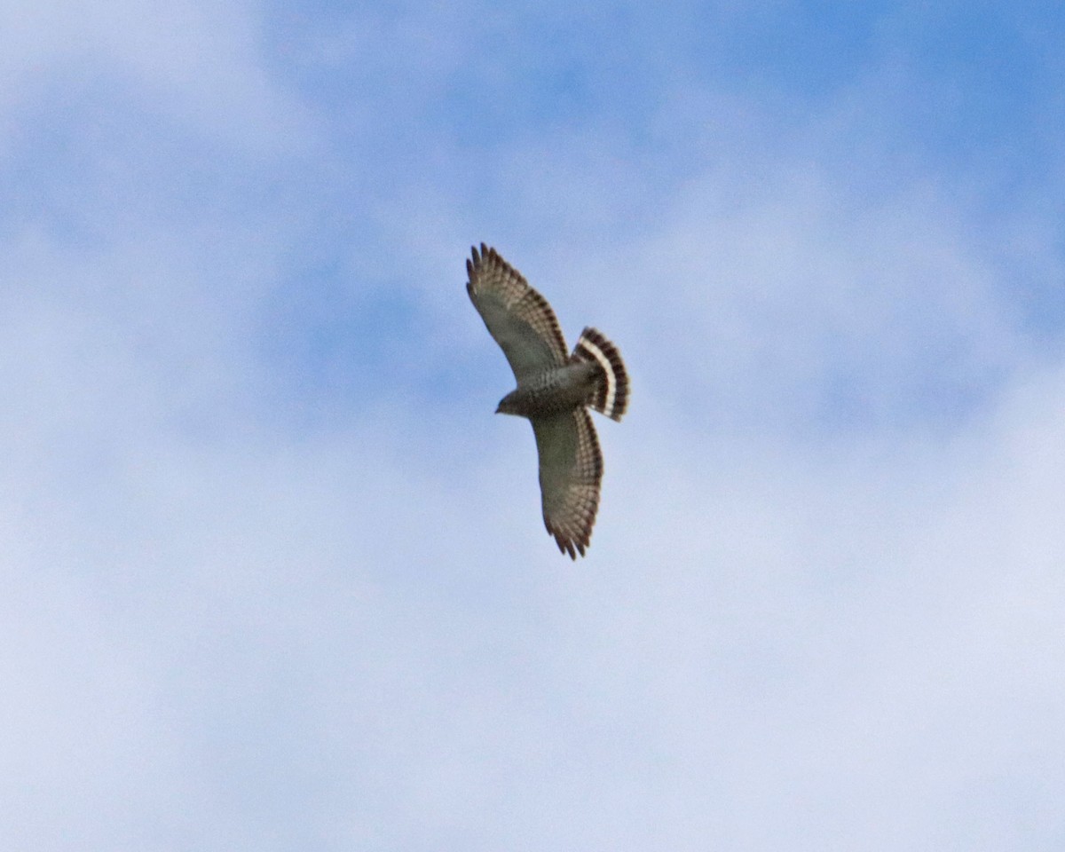 Broad-winged Hawk - Dan Kempf