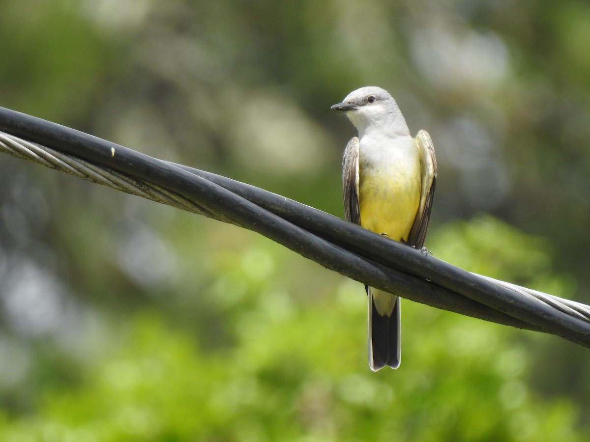 Western Kingbird - ML228363581