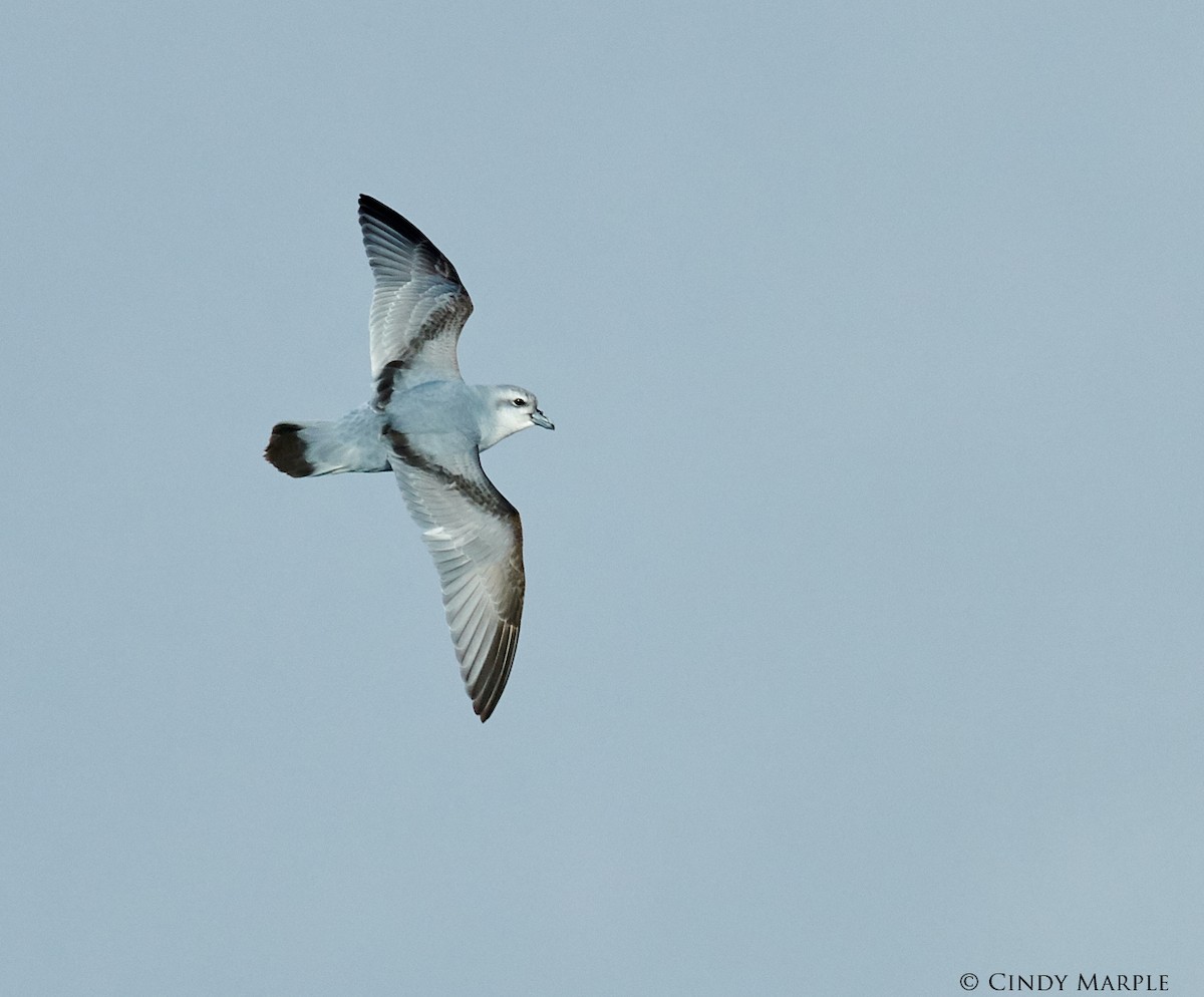 Fulmar Prion - ML228364501