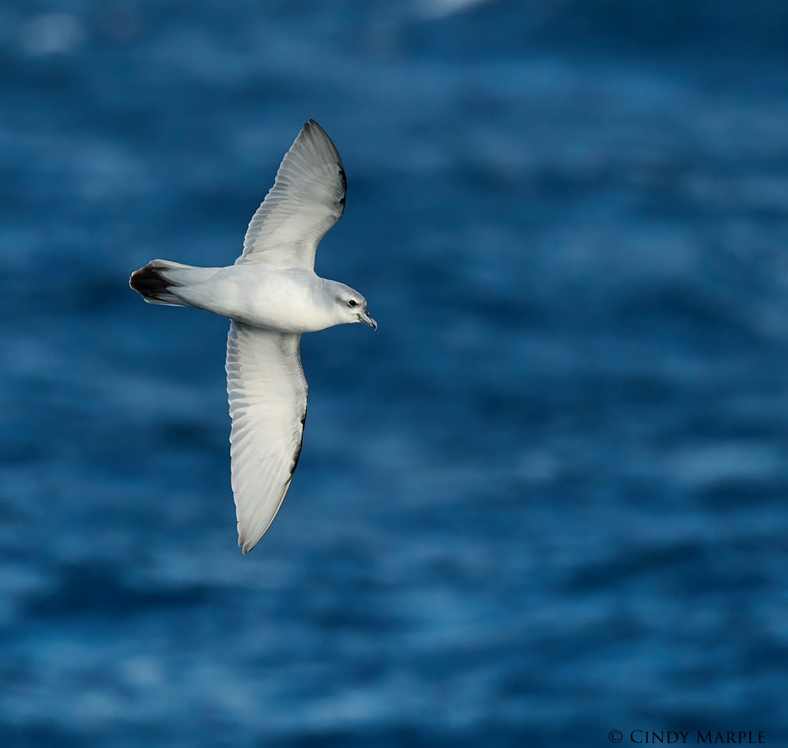 Fulmar Prion - ML228364511