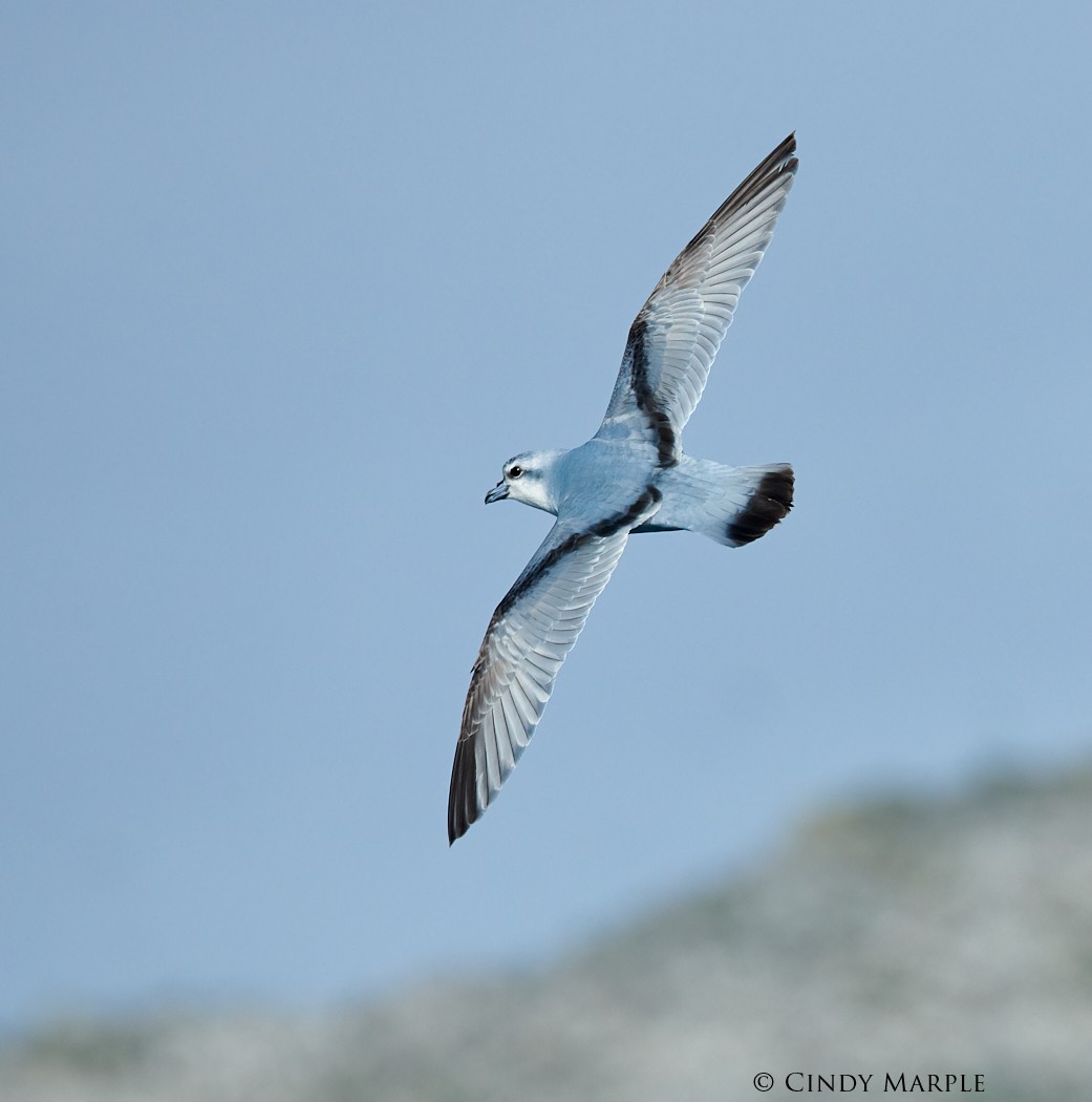 Fulmar Prion - ML228364521