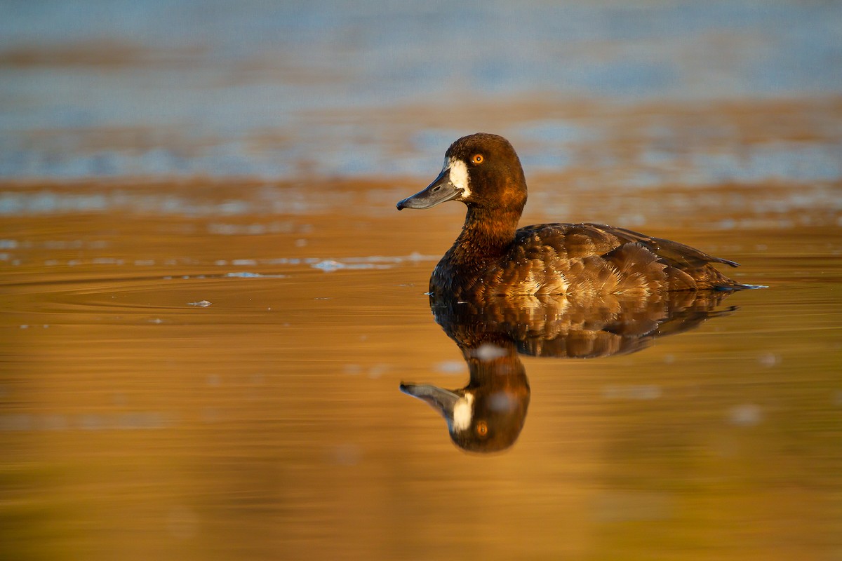 Lesser Scaup - ML228365371