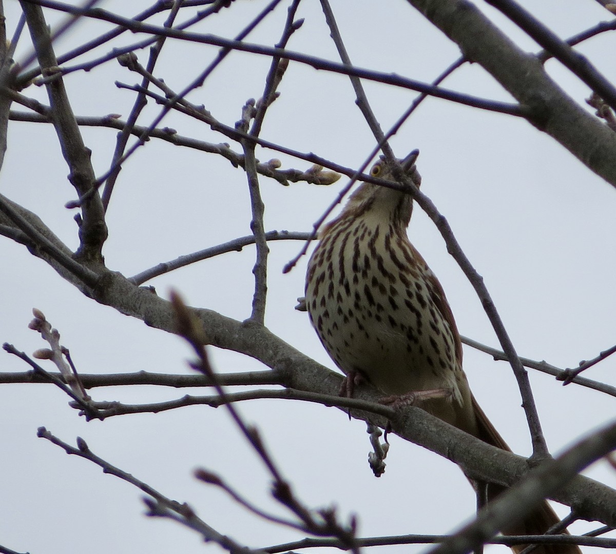 Brown Thrasher - ML228365561