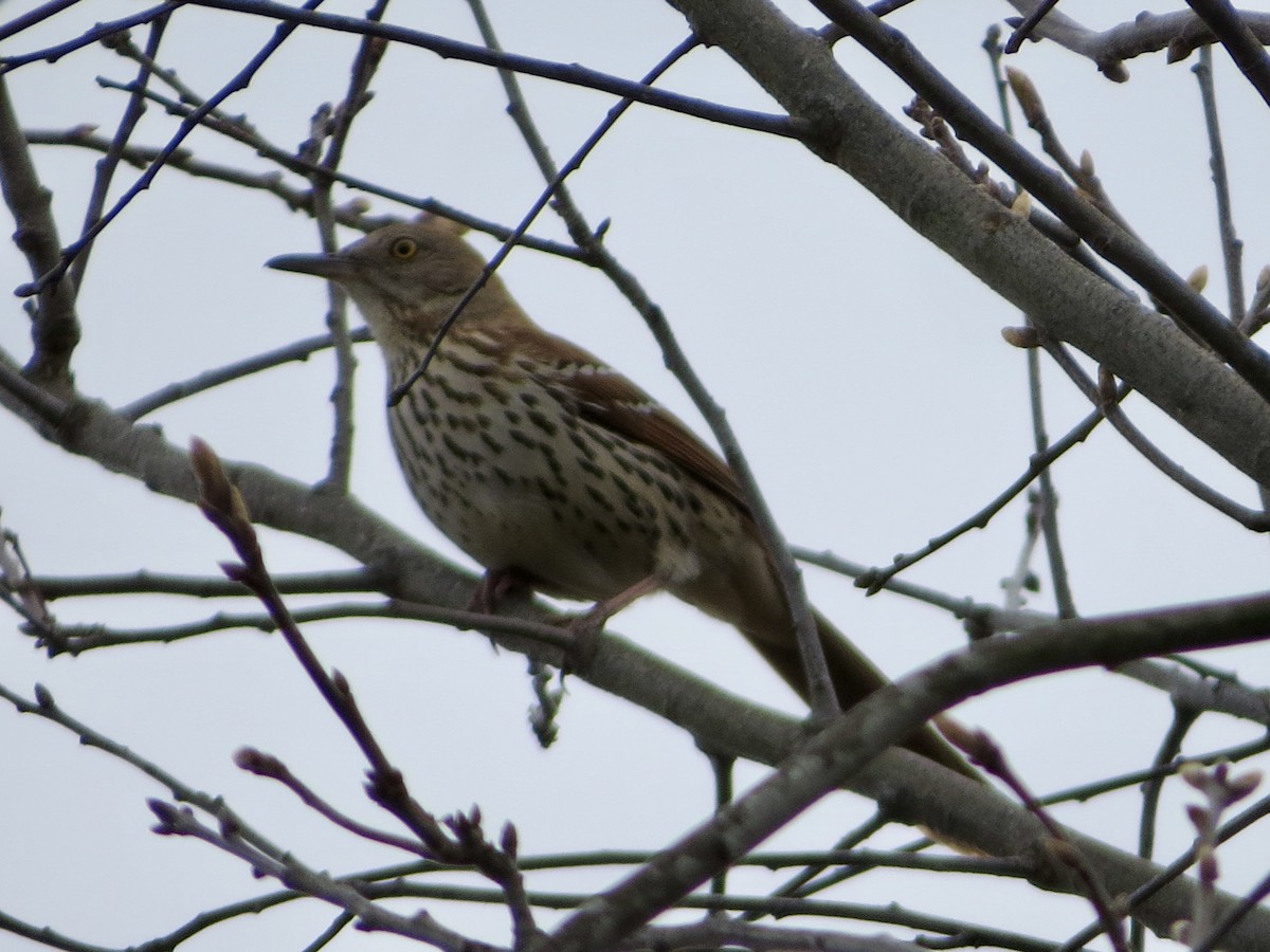 Brown Thrasher - Jeanne-Marie Maher