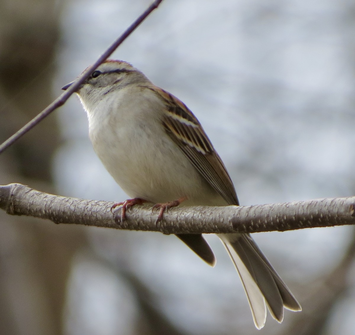 Chipping Sparrow - Jeanne-Marie Maher