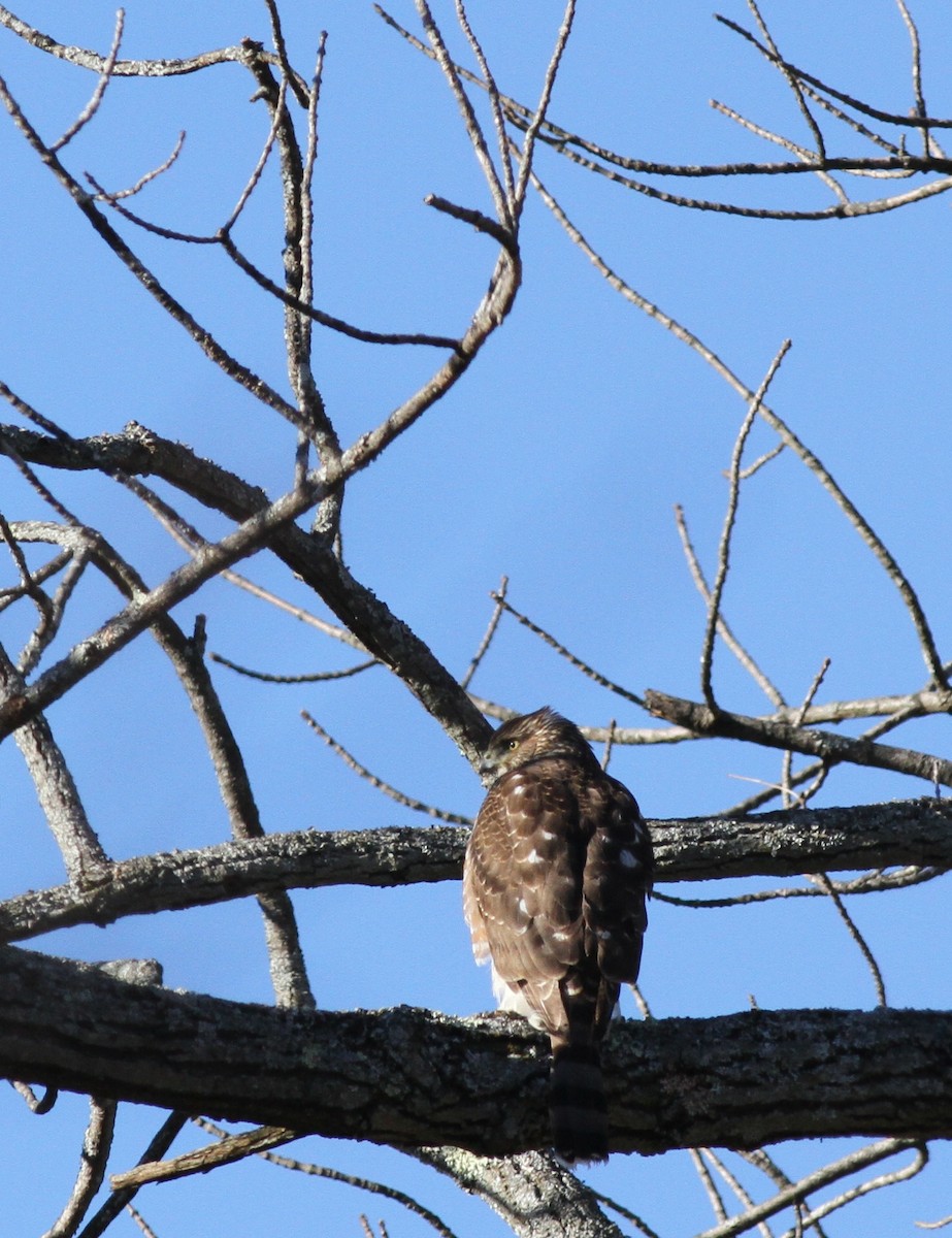 Cooper's Hawk - ML22837001