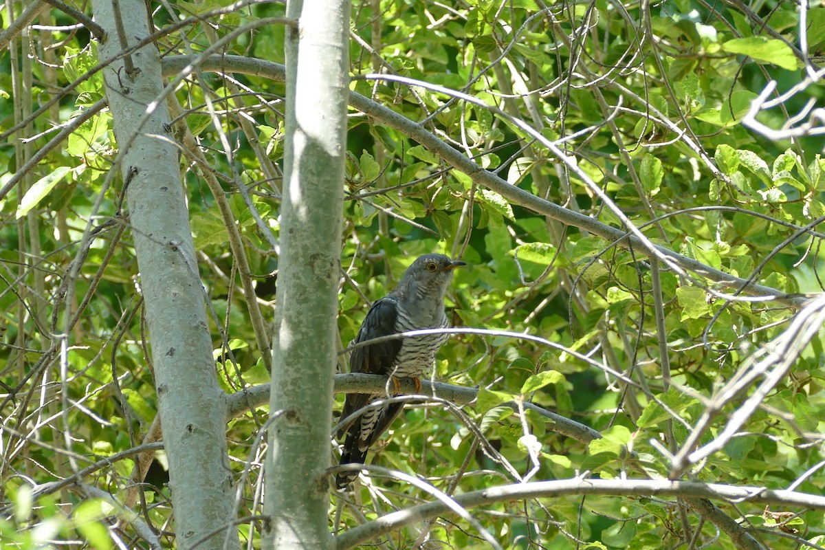 African Cuckoo - ML228370361