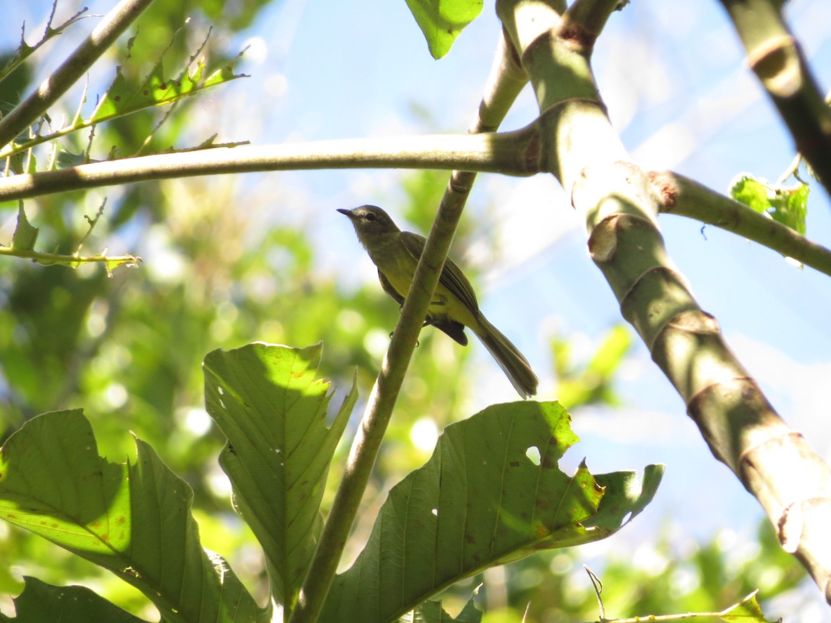 Greenish Elaenia - Guillermo Funes