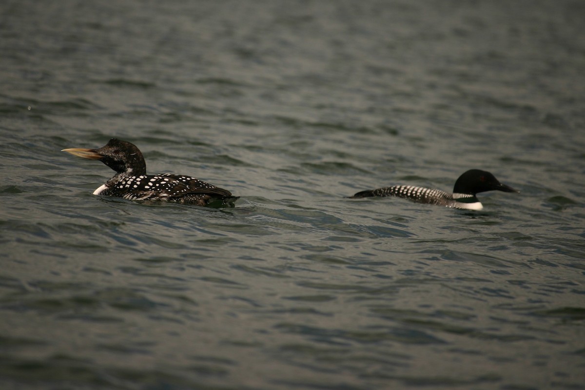 Yellow-billed Loon - ML228372471