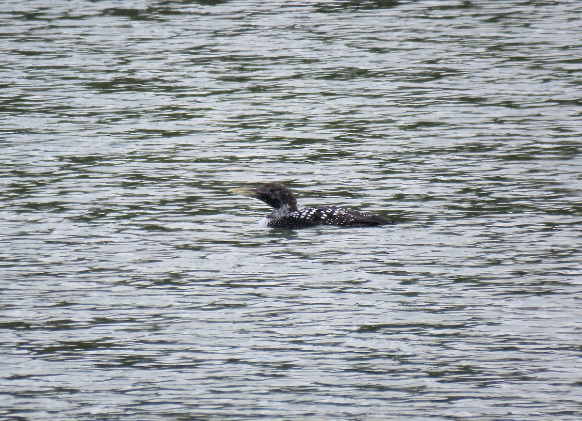 Yellow-billed Loon - ML228377101