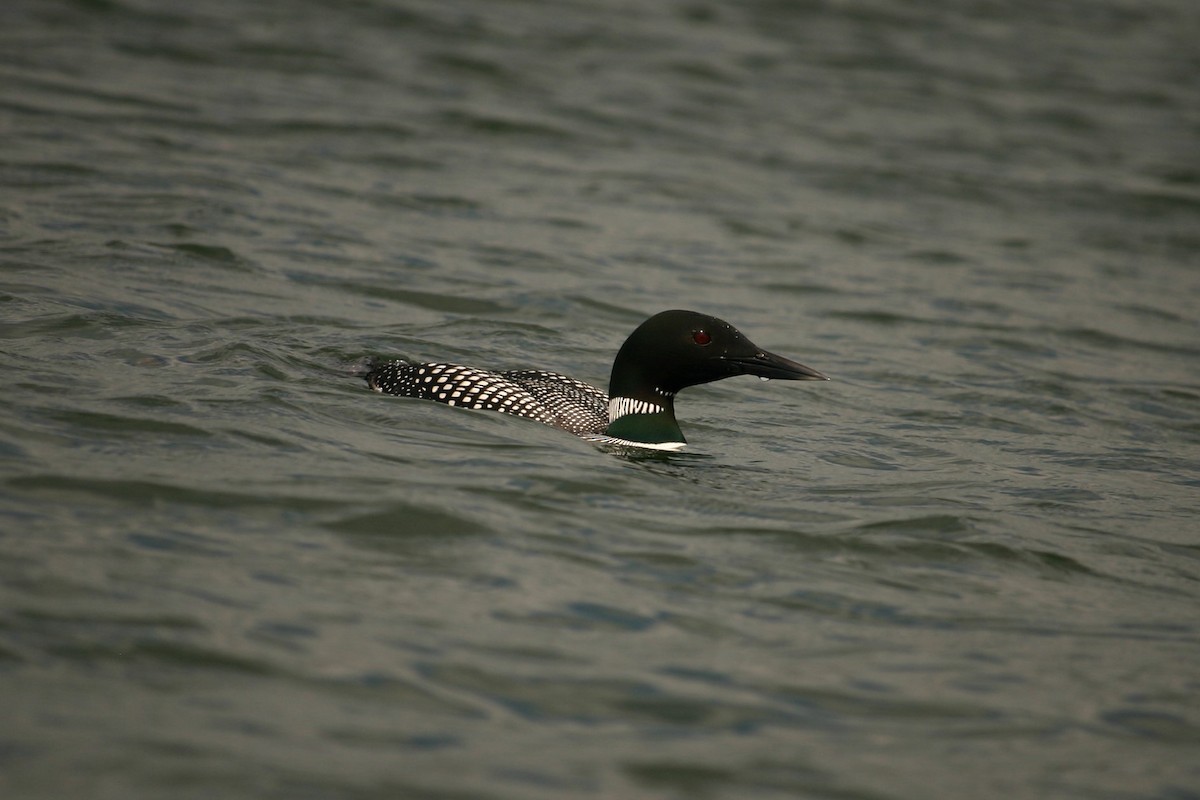 Common Loon - ML228378261