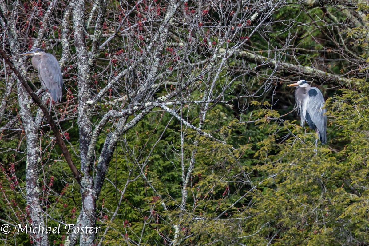 Great Blue Heron - Michael Foster