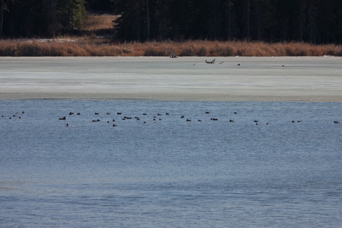 Green-winged Teal - ML228380211