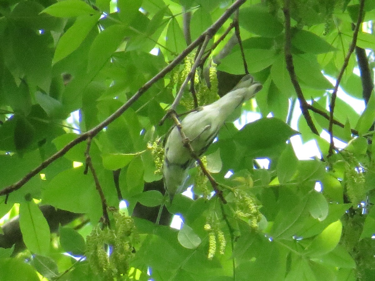 Cerulean Warbler - ML228382231