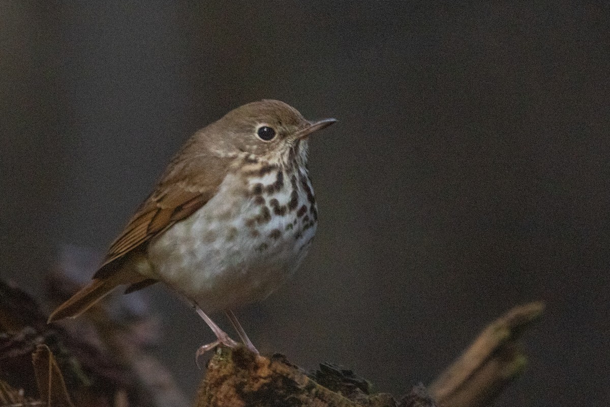 Hermit Thrush - ML228382891