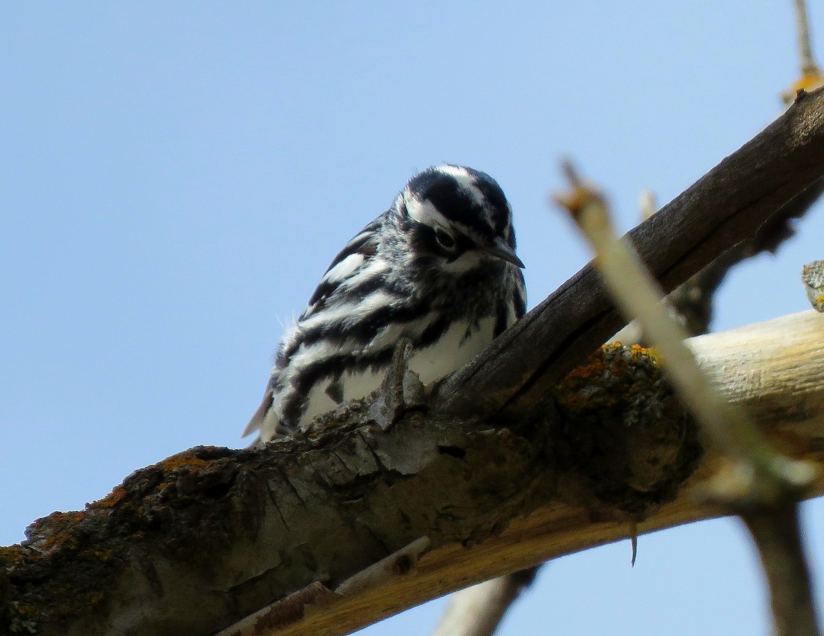 Black-and-white Warbler - ML228385641