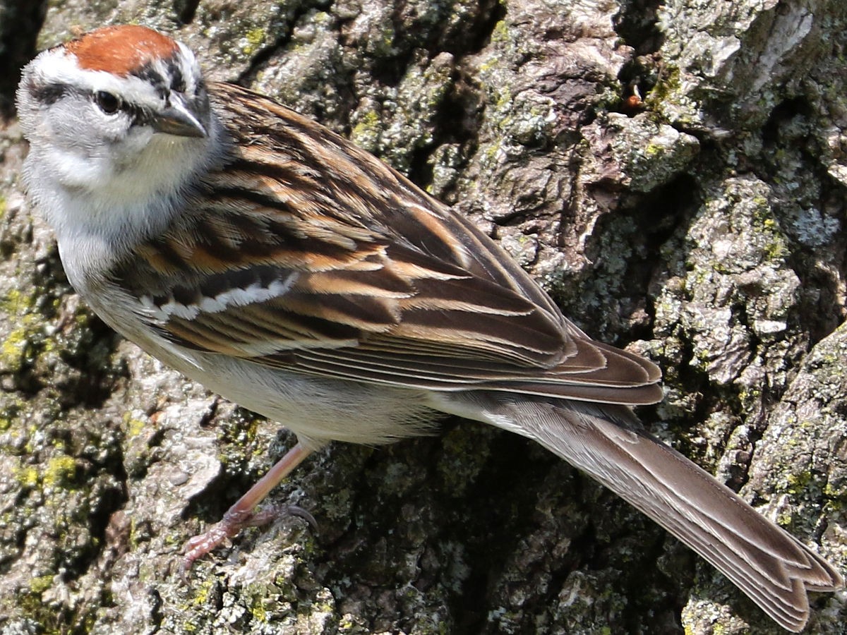 Chipping Sparrow - ML228386231
