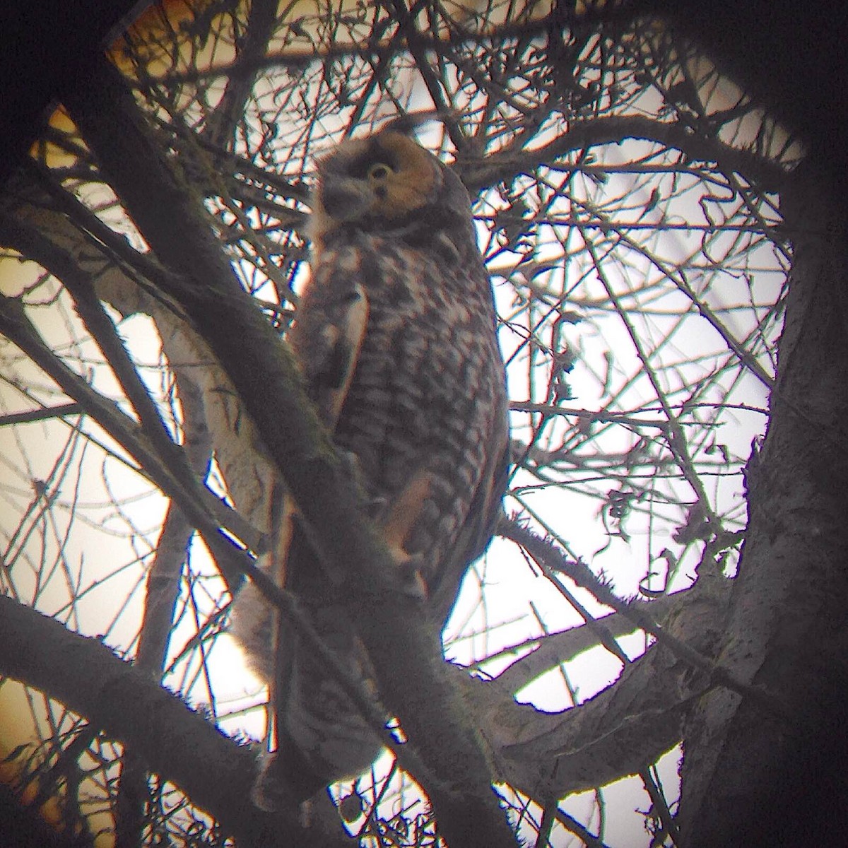 Long-eared Owl - ML22838691