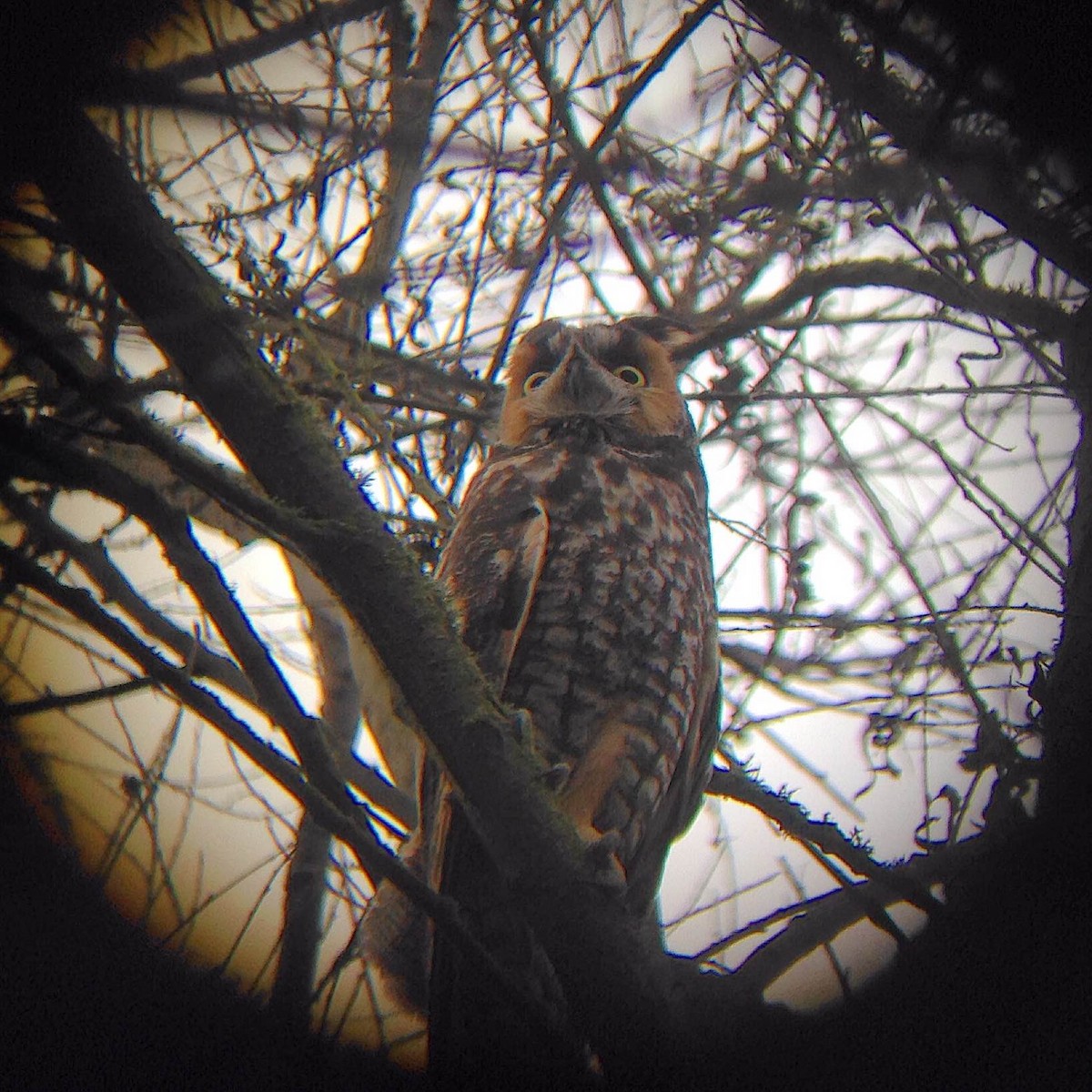 Long-eared Owl - ML22838701