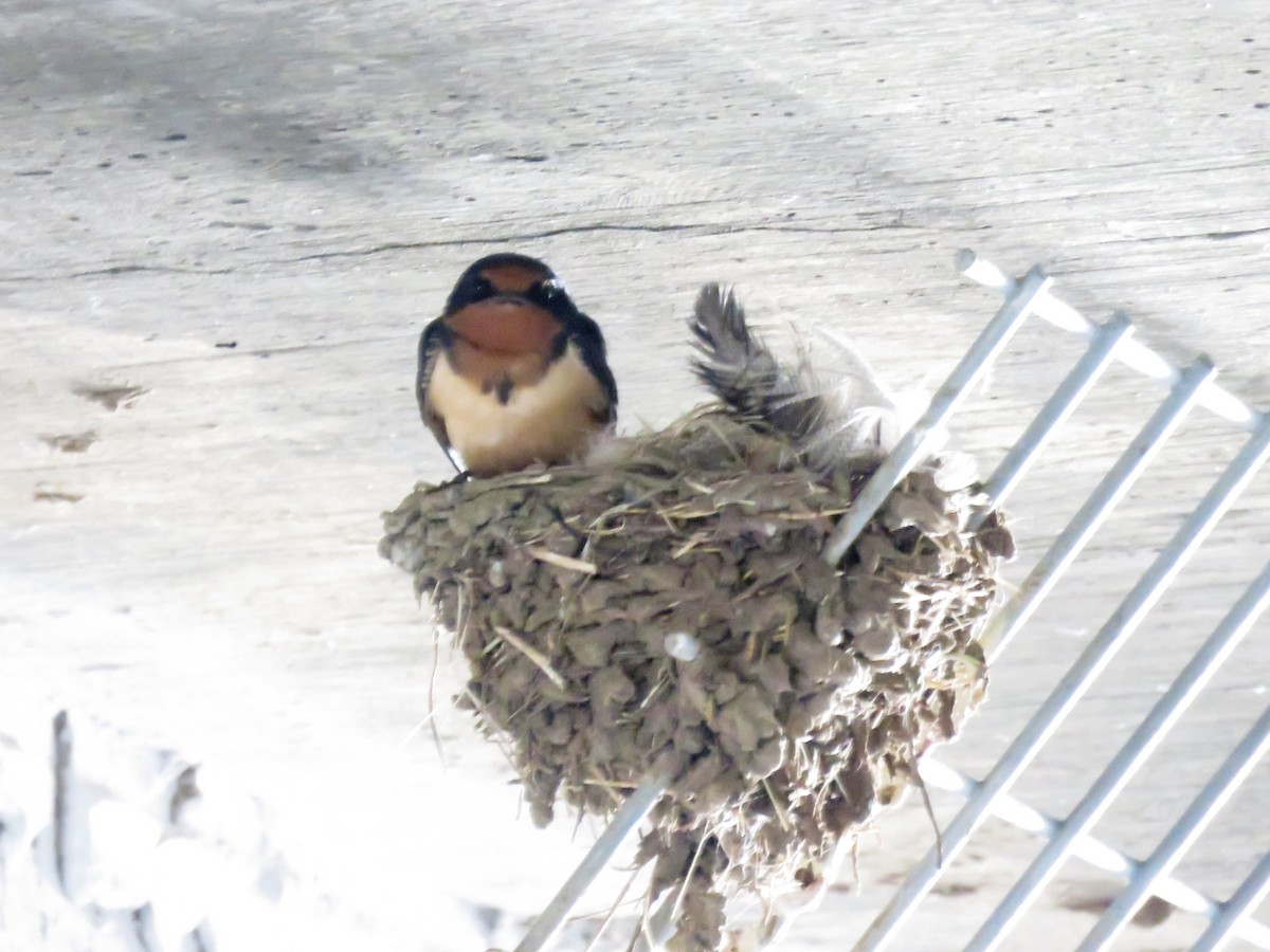 Barn Swallow - ML228388451