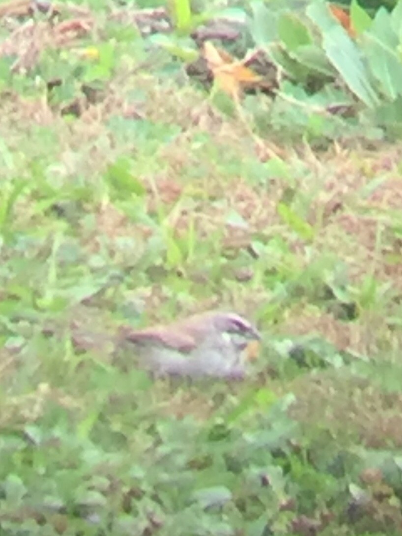 Black-throated Sparrow - ML228388541