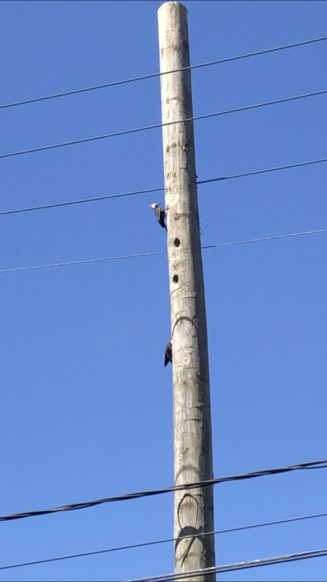 Pileated Woodpecker - ML228388671