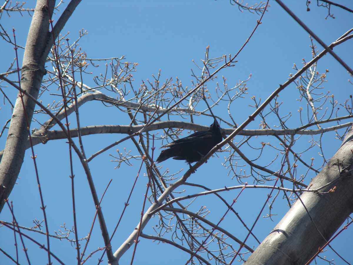American Crow - ML228388971