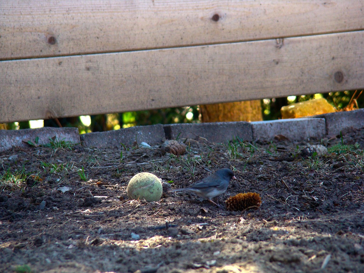 Dark-eyed Junco - ML228389061