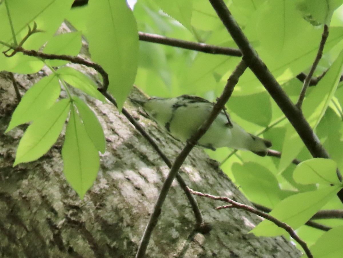 Cerulean Warbler - ML228391441