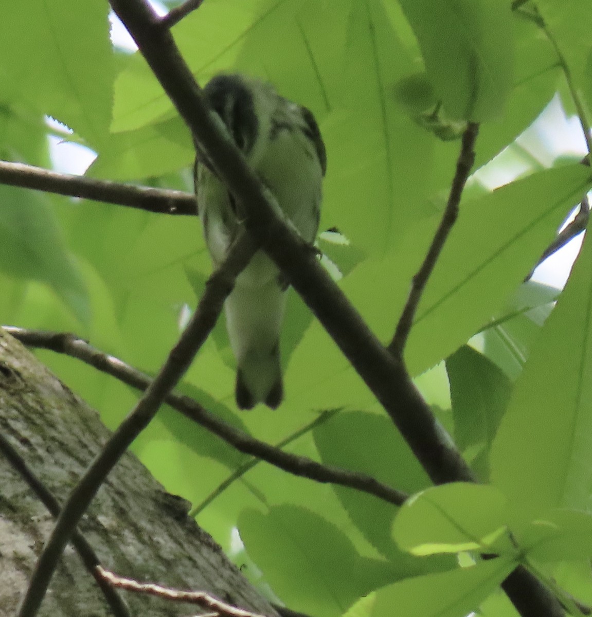 Cerulean Warbler - ML228391451