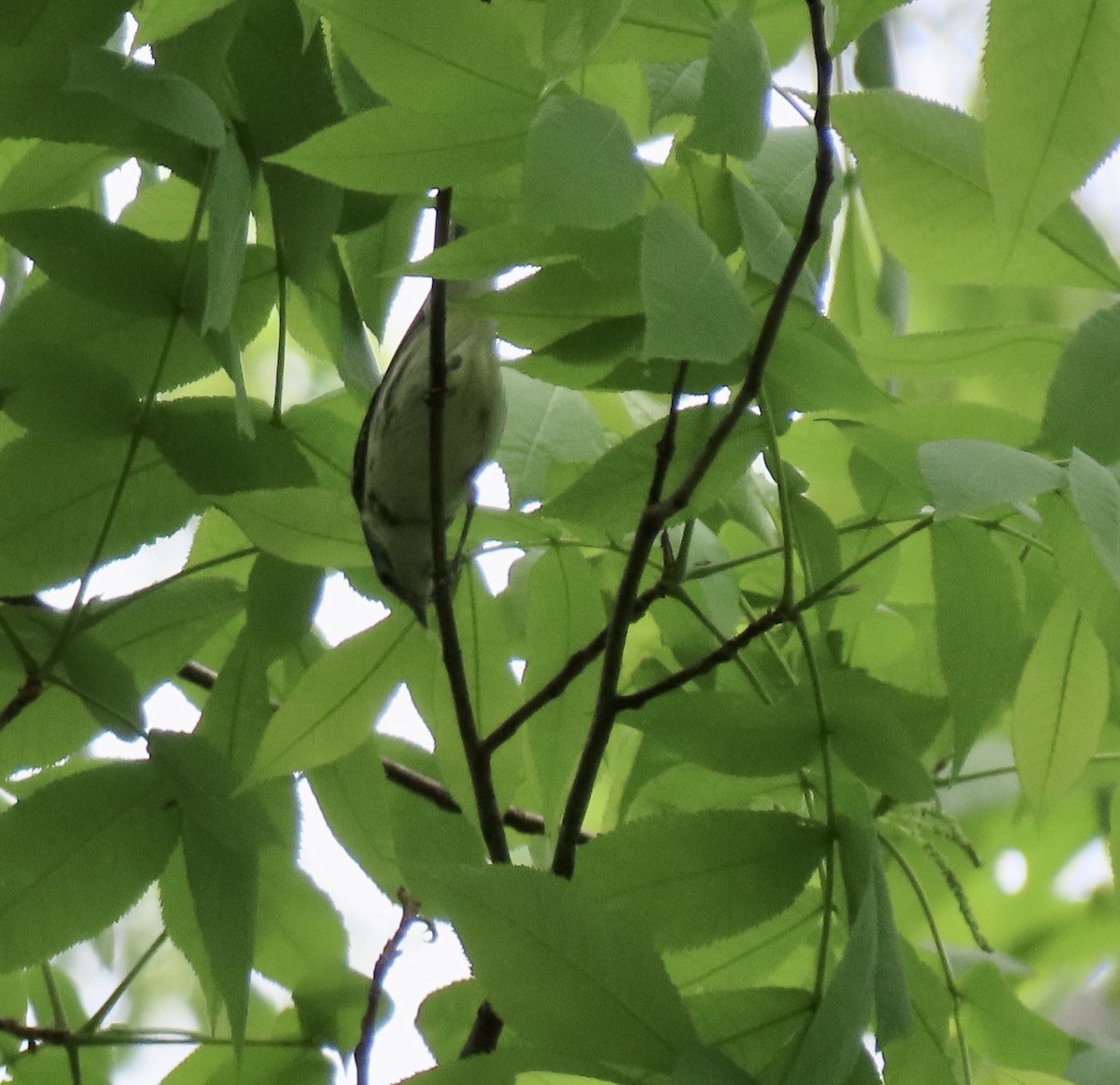 Cerulean Warbler - ML228391491