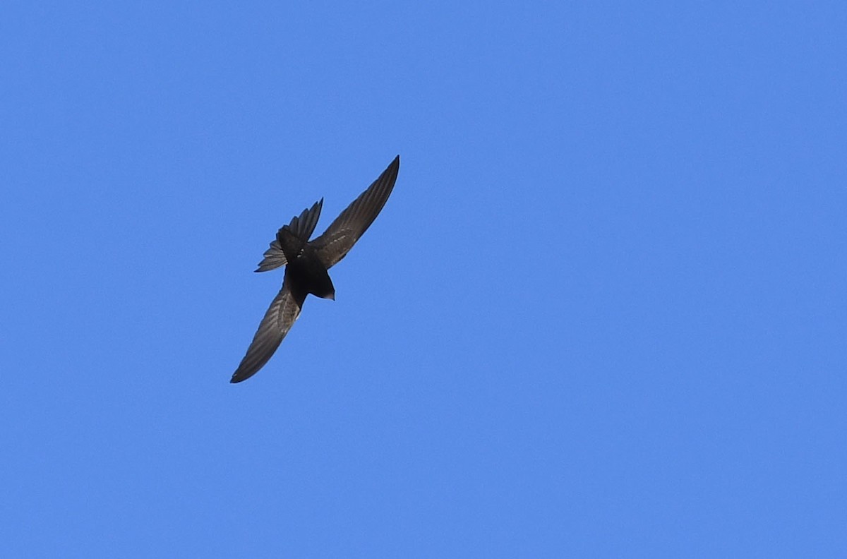 Common Swift - ML228391721