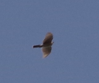 hawk sp. - ML228393191