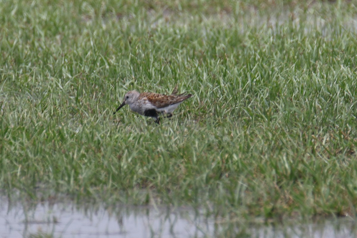 Dunlin - ML228396291