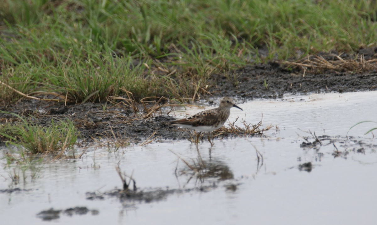 Least Sandpiper - ML228396351