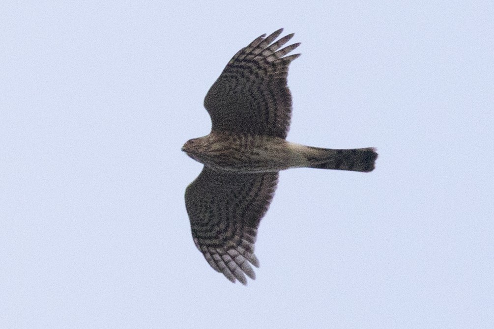 Sharp-shinned Hawk (Northern) - ML228396951