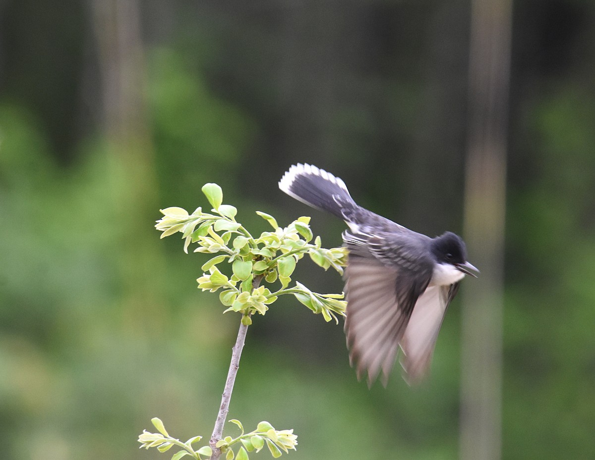 Eastern Kingbird - ML228398481