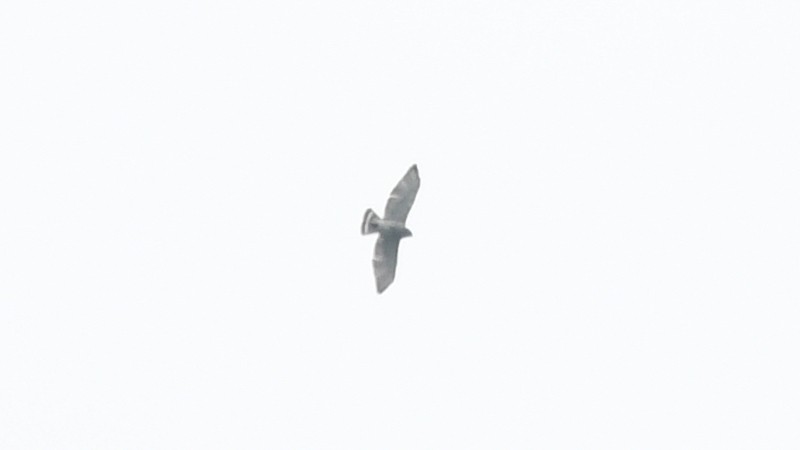 Broad-winged Hawk - ML228400071