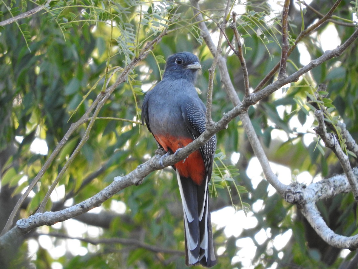 Surucua Trogon - ML228400121