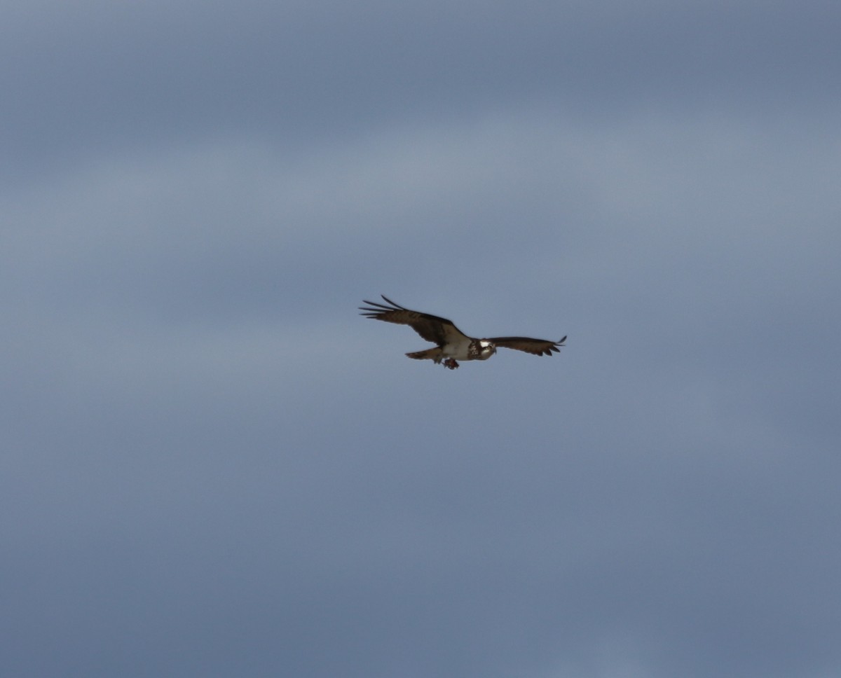 Águila Pescadora - ML228400431