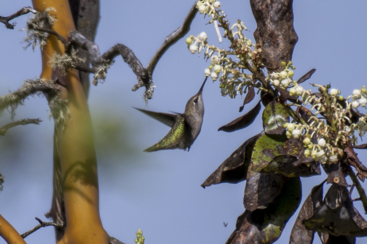 Calliope Hummingbird - ML228401861