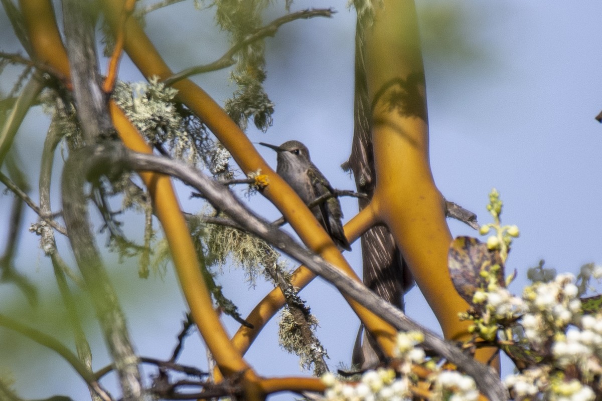 Calliope Hummingbird - ML228401891