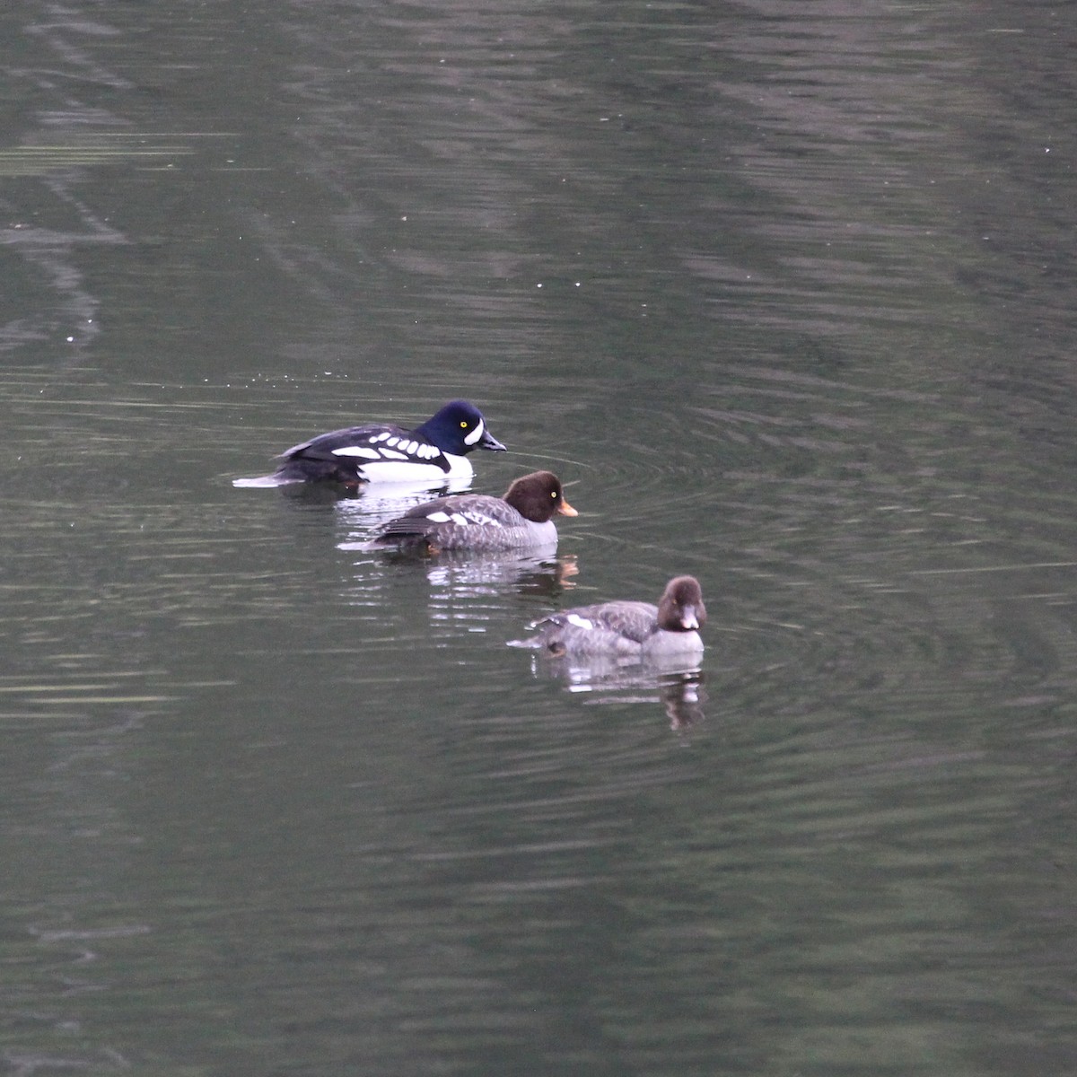 Barrow's Goldeneye - ML228403081